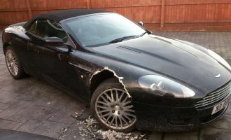 Pas pojeo krilo Aston Martina