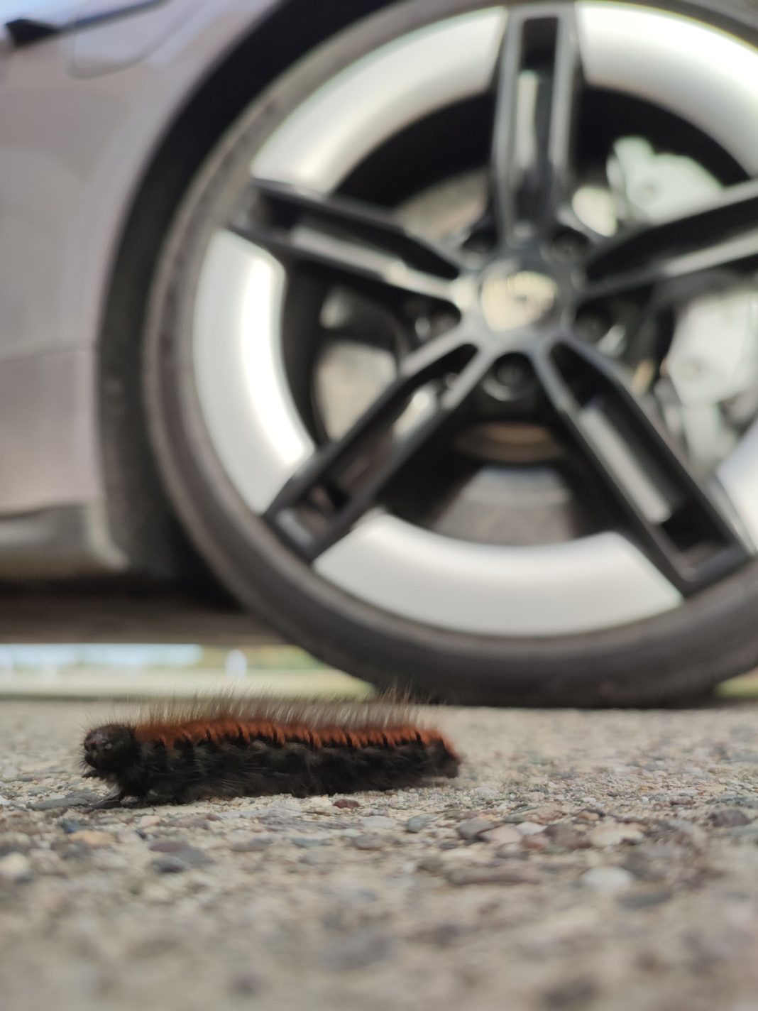 IMG_20241024_141446 Porsche Taycan Road Tour Zlatiborski okrug